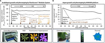 Integrity of xylan backbone affects plant responses to drought